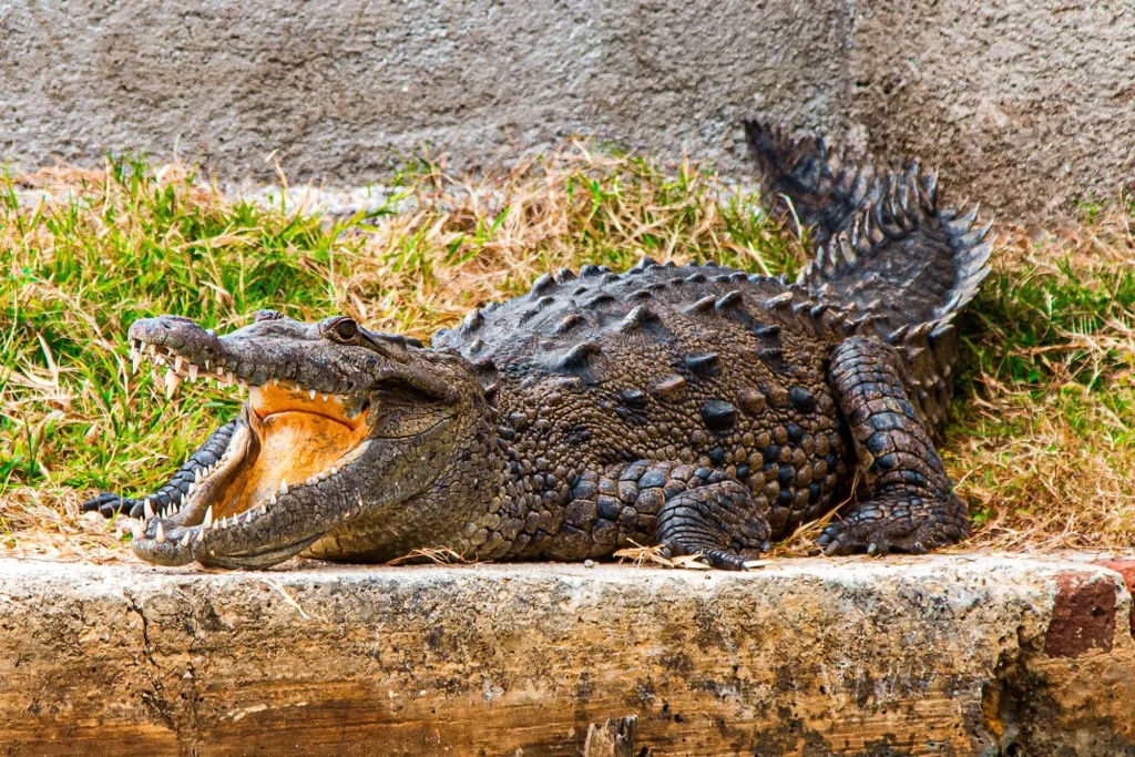 Jamaica-Black-River-Crocodile